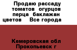 Продаю рассаду томатов, огурцов, перца, баклажан, цветов  - Все города  »    . Кемеровская обл.,Прокопьевск г.